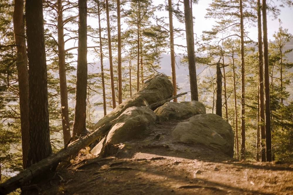 a rocky outcropping in the middle of a forest