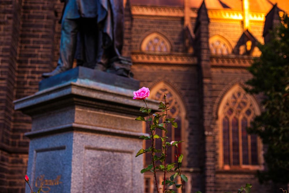 a pink rose sitting on top of a stone statue