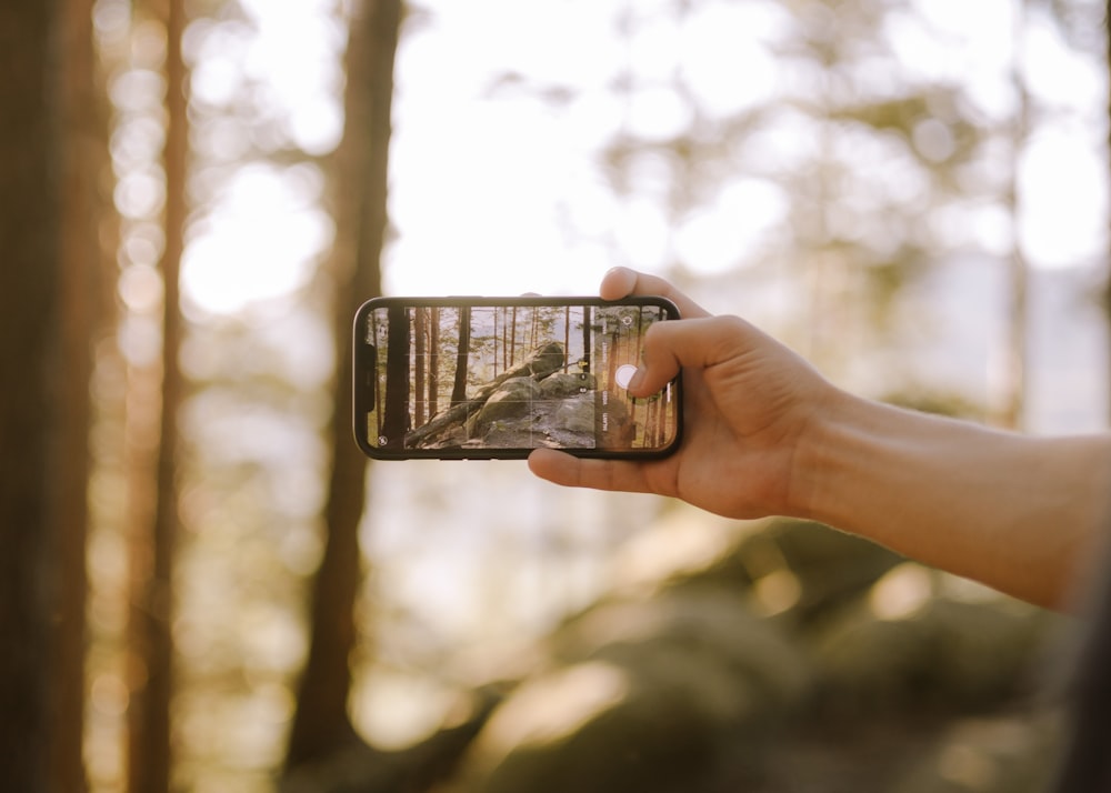 a person taking a picture of a forest