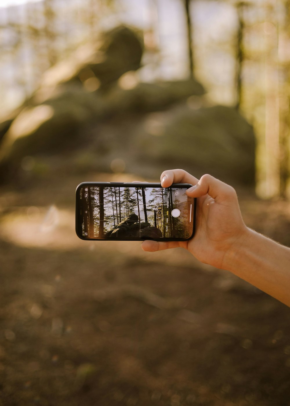 a person taking a picture of a forest with a cell phone