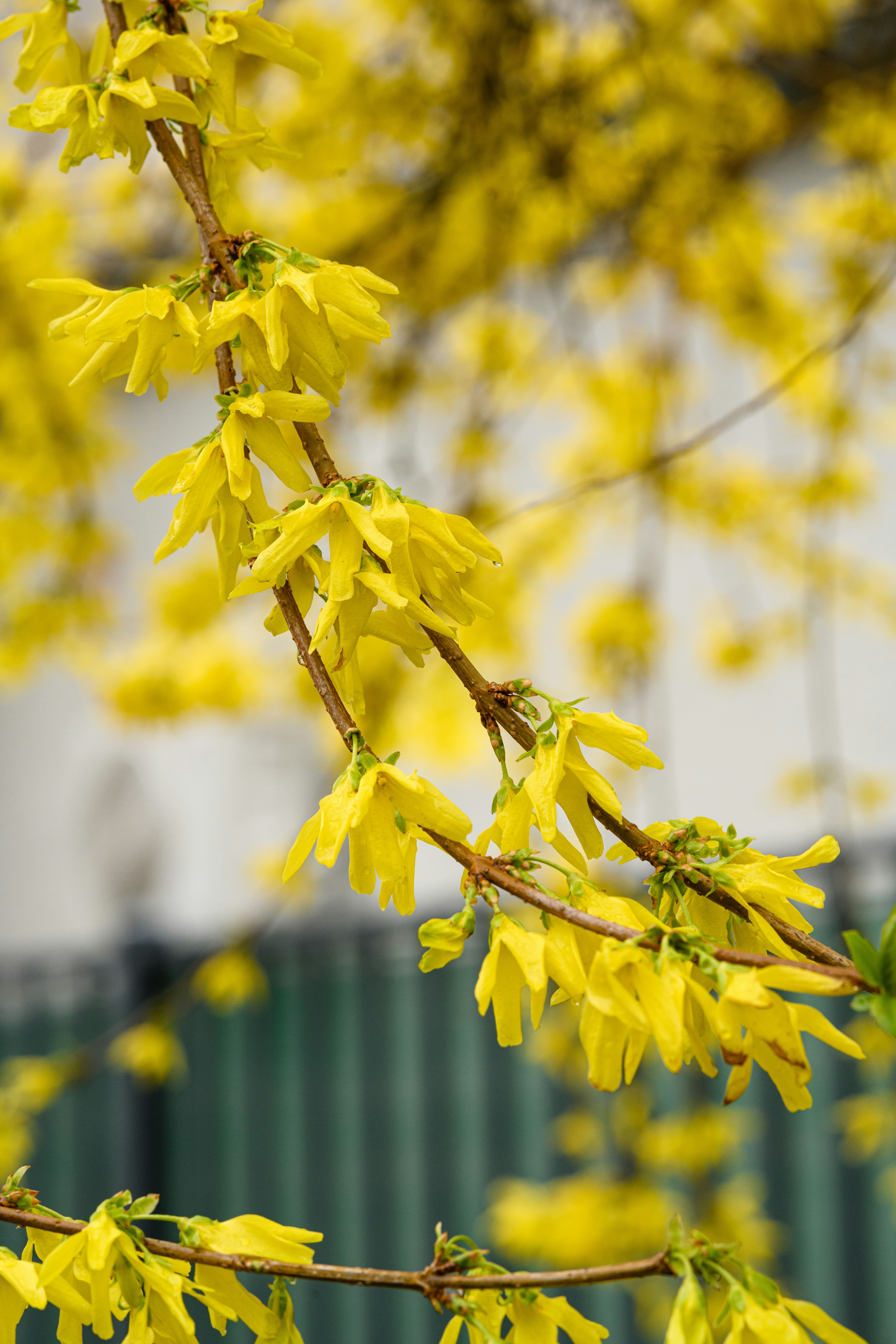 ein Zweig mit gelben Blüten vor einem Gebäude