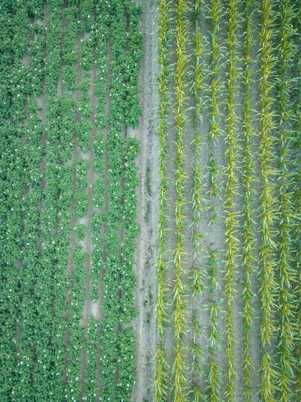 an aerial view of a farm field with crops