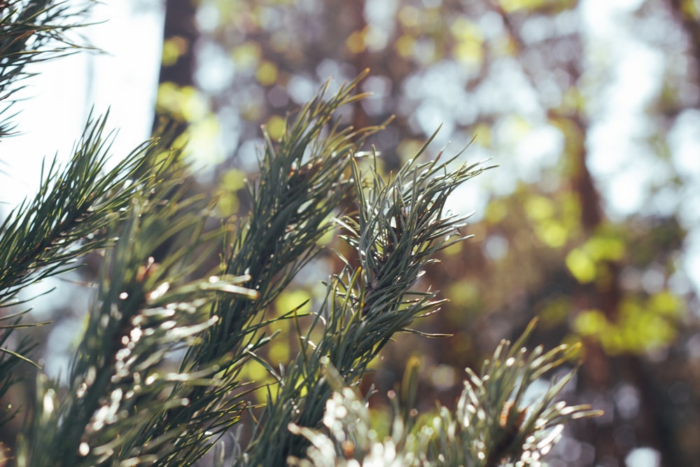 a close up of a pine tree branch