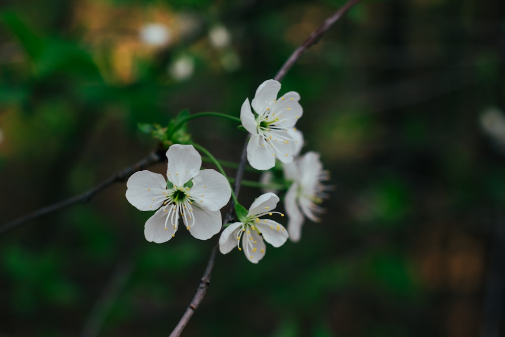 a close up of a flower on a tree branch