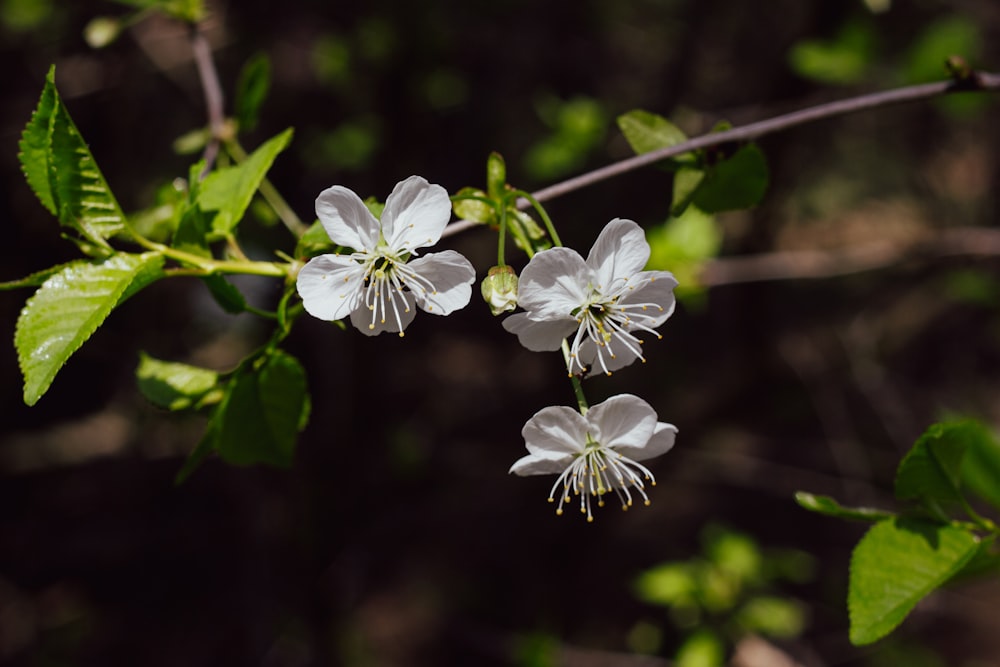 two white flowers are blooming on a tree branch