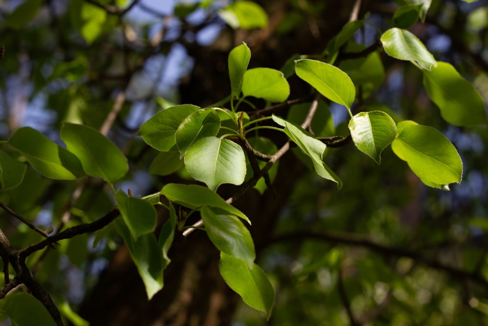 a close up of a tree branch with leaves