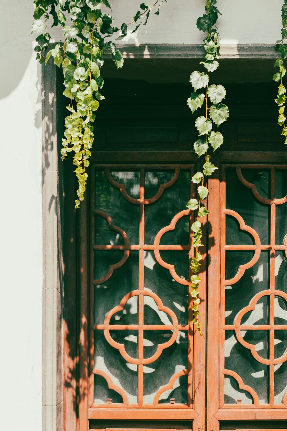 a close up of a window with vines growing on it