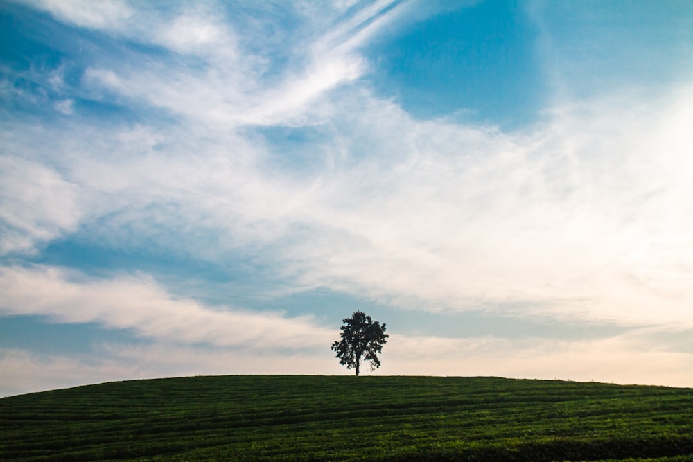 a lone tree on a grassy hill under a blue sky