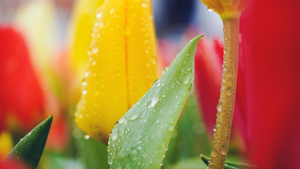 a close up of a bunch of flowers with drops of water on them