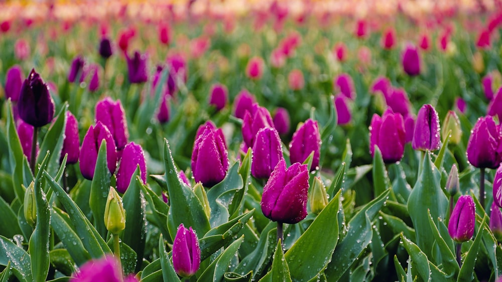 a field of purple tulips with water droplets on them