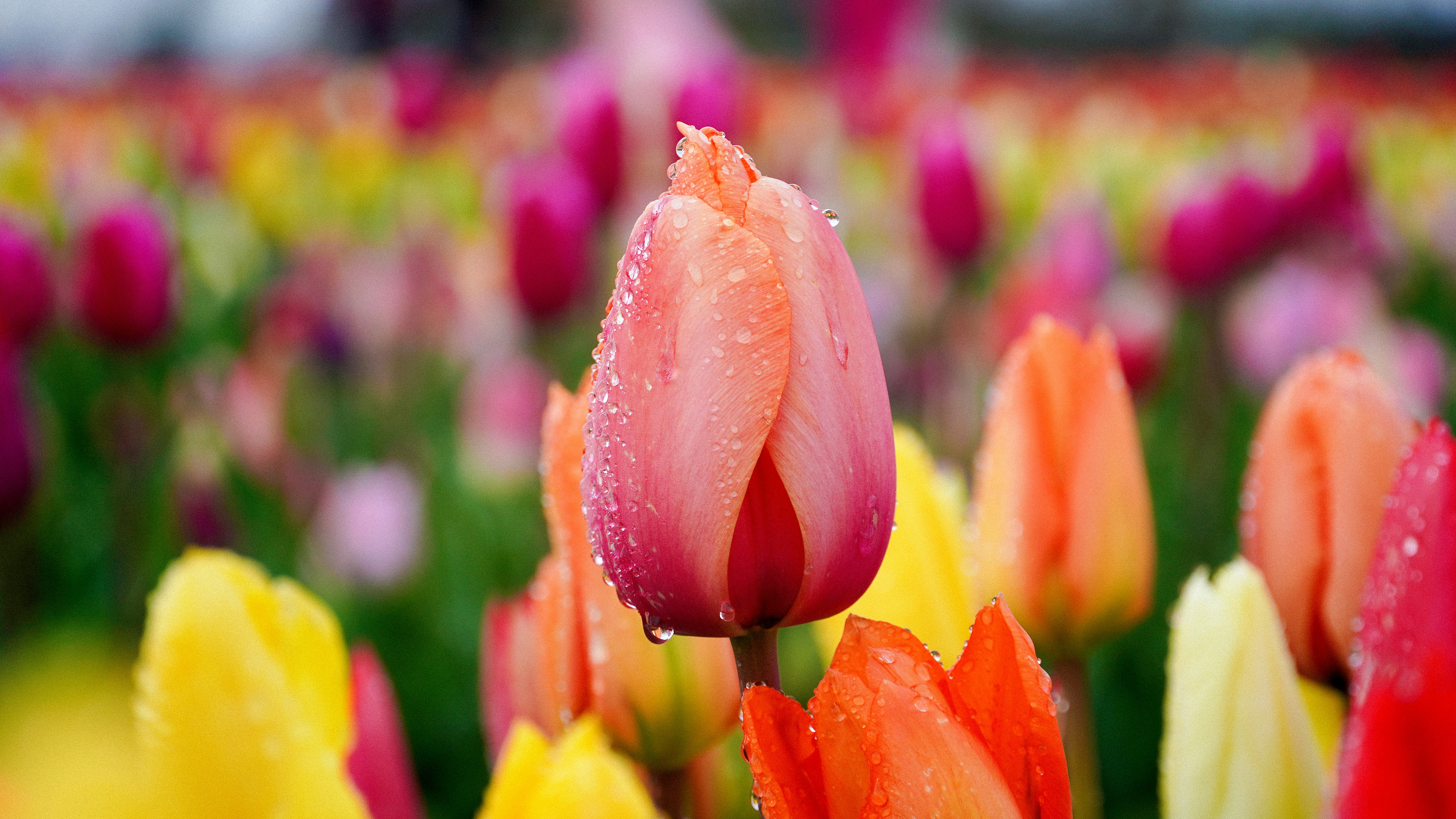 Photo by tolikrurac82