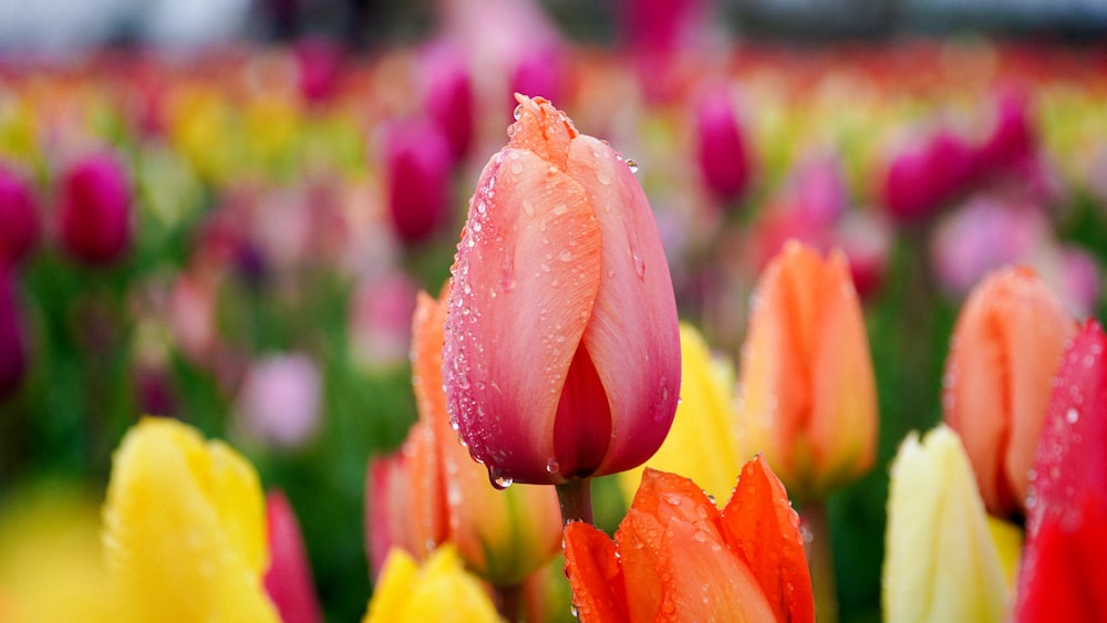 a field of colorful flowers with water droplets on them