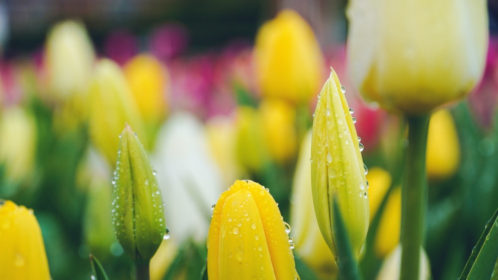 a bunch of yellow and white flowers with water droplets on them