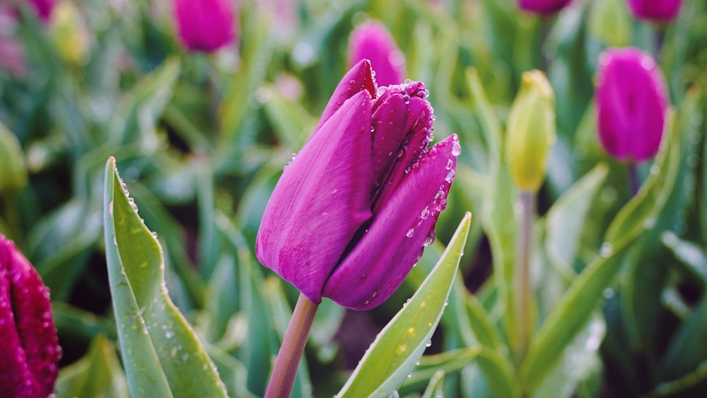 a close up of a purple flower with water droplets on it