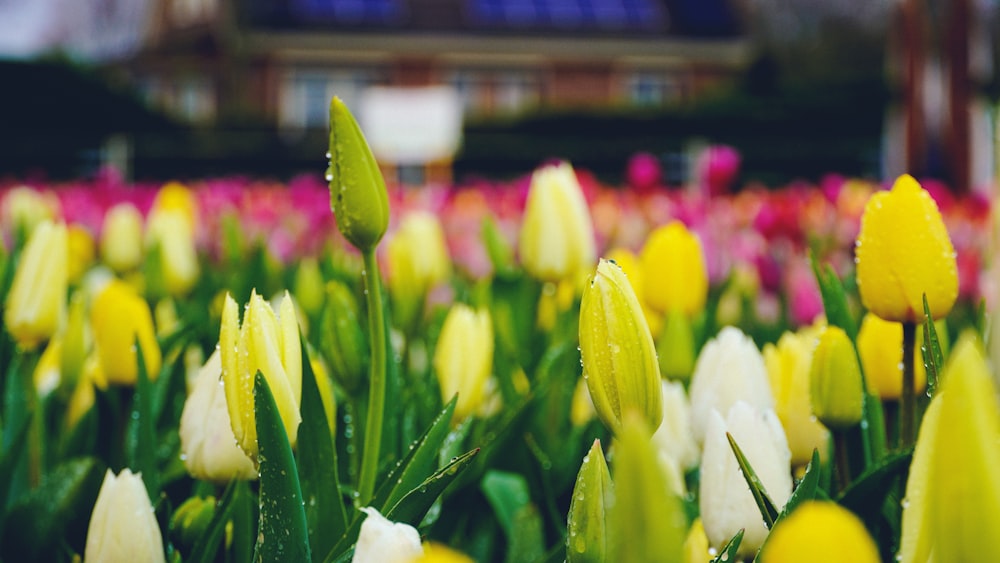 a field of yellow and white tulips with a building in the background
