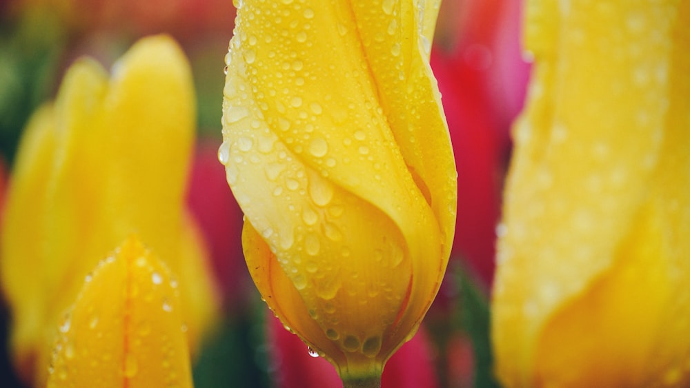 a close up of a yellow flower with drops of water on it