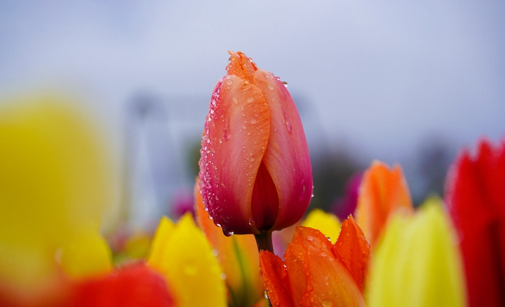 a close up of a flower with water droplets on it