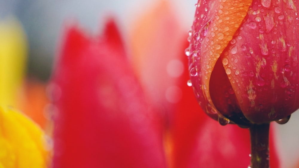 a close up of a flower with water droplets on it