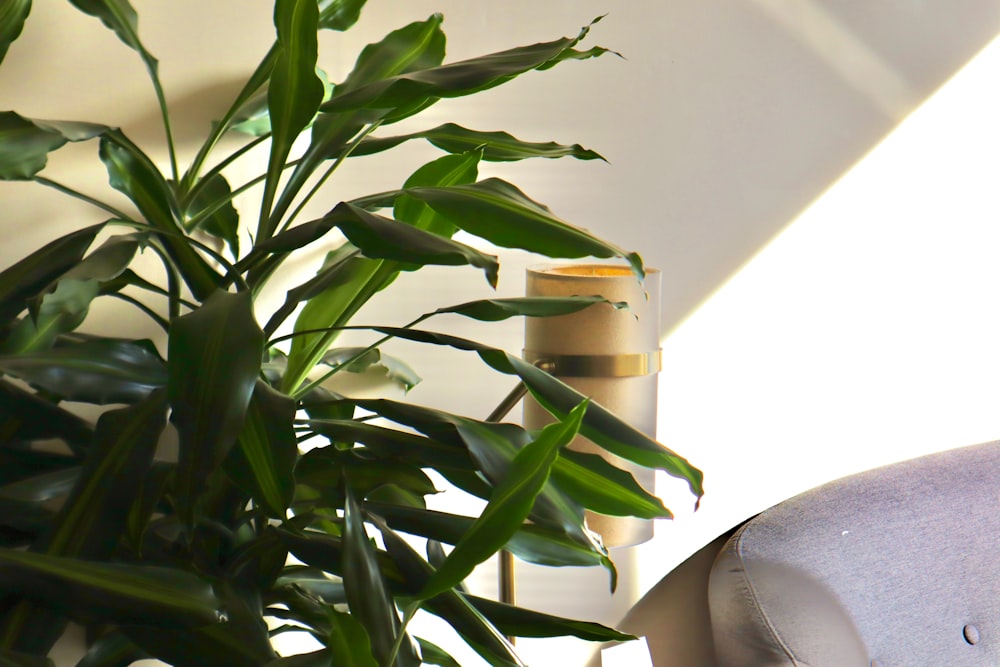 a potted plant sitting on top of a table