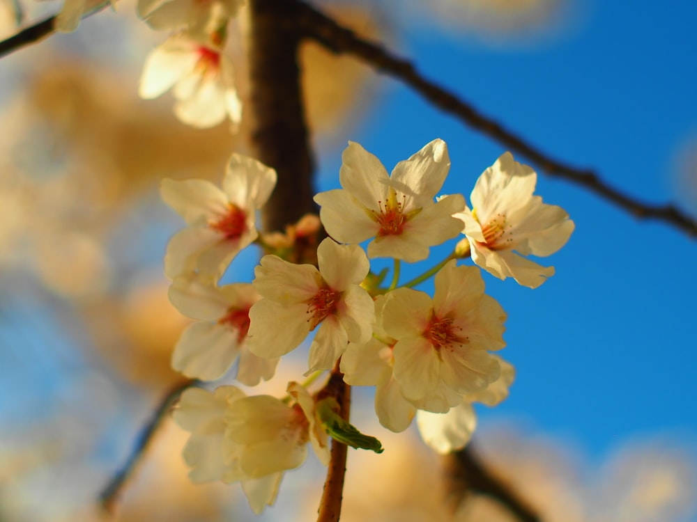 a close up of a flower on a tree branch