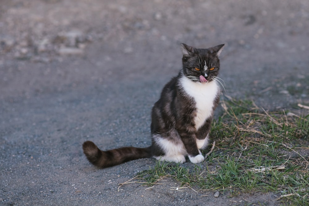 a black and white cat sitting on the ground