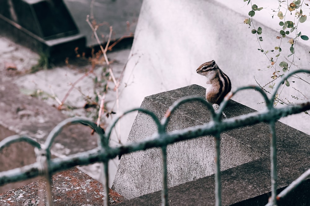 a small bird sitting on top of a cement block
