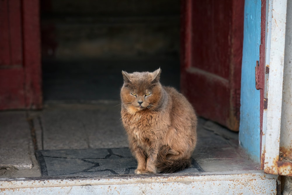 a cat sitting on a step in front of a door