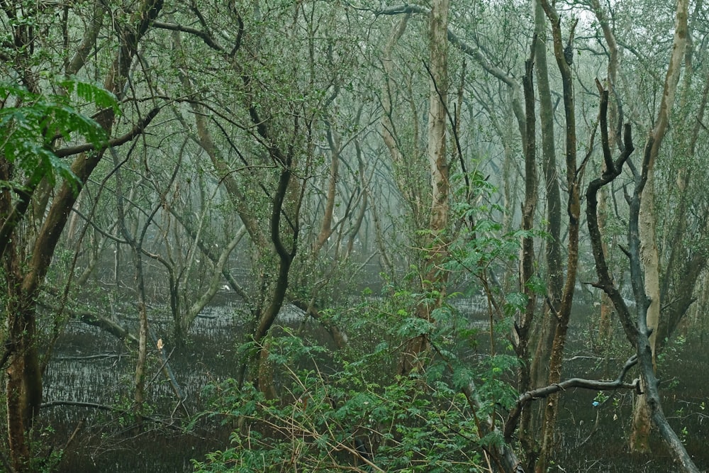 a forest filled with lots of trees and water