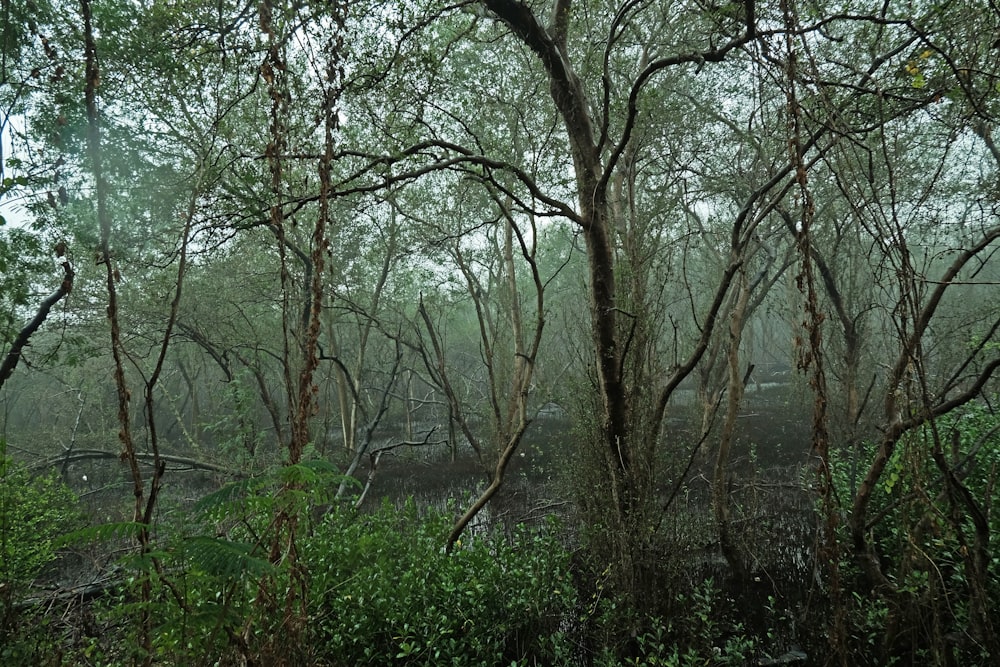 a forest filled with lots of trees covered in rain
