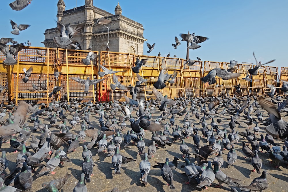 a large flock of birds standing in front of a building