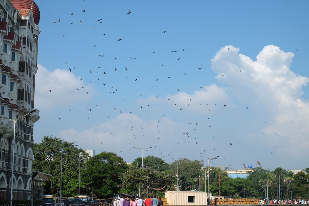 a large flock of birds flying over a city