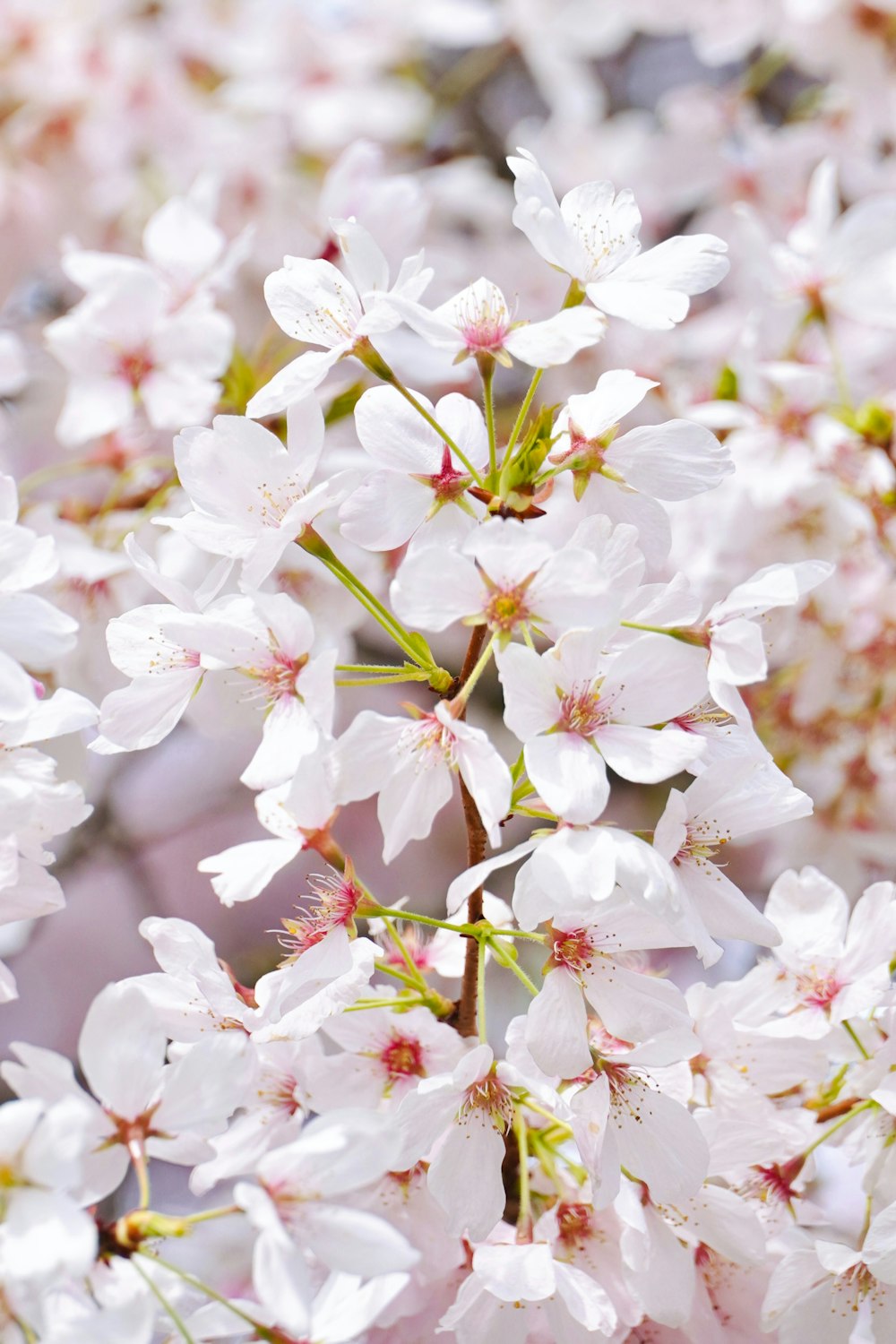 a close up of a bunch of white flowers