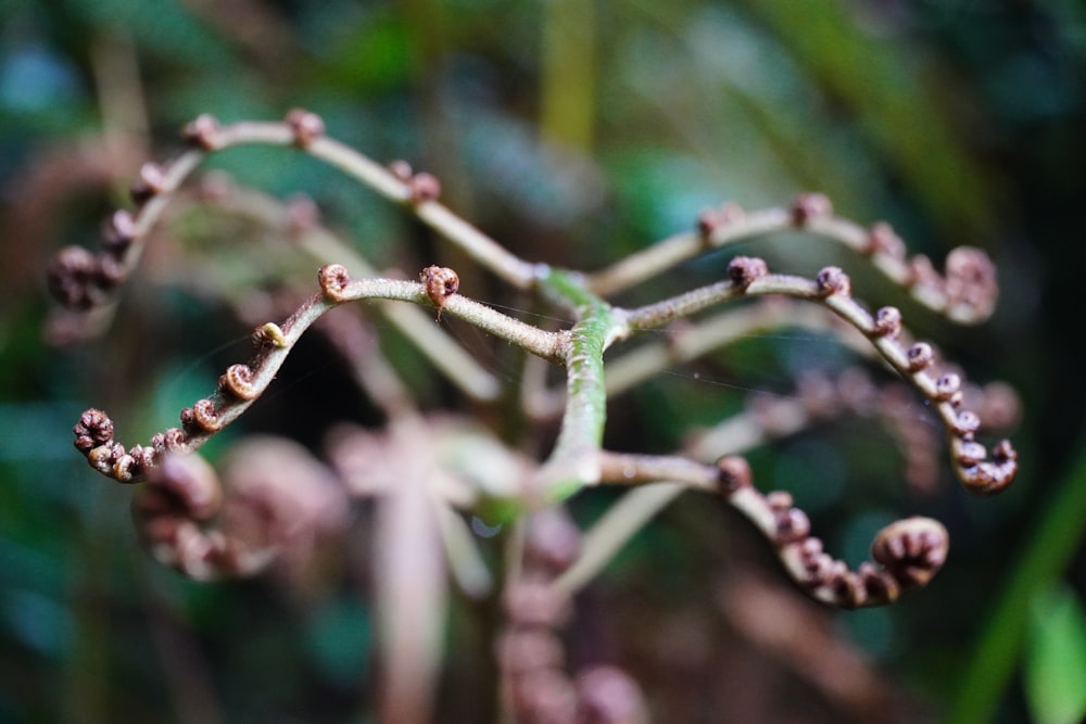 a close up of a plant with tiny flowers