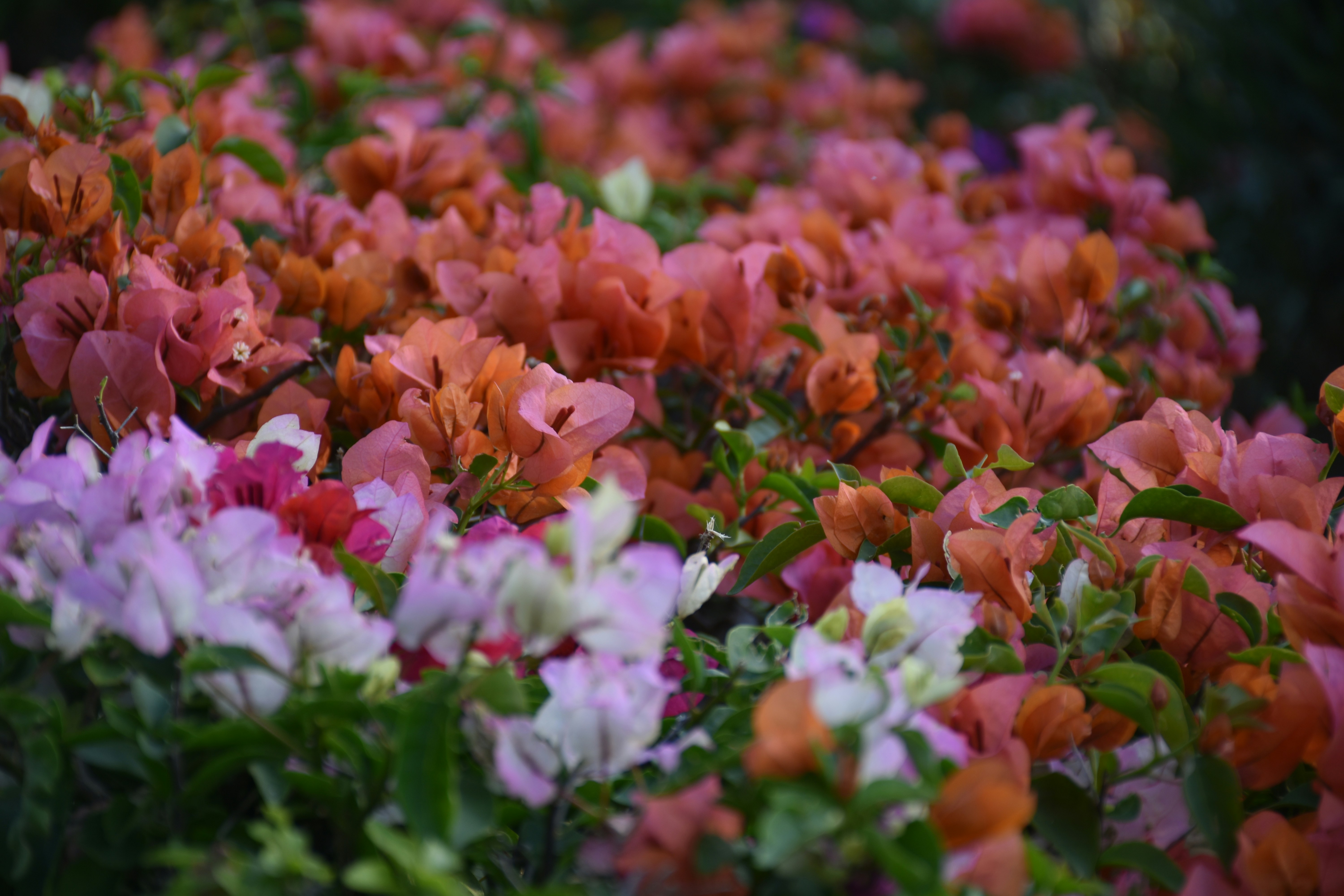 Photo by luigy_ghost