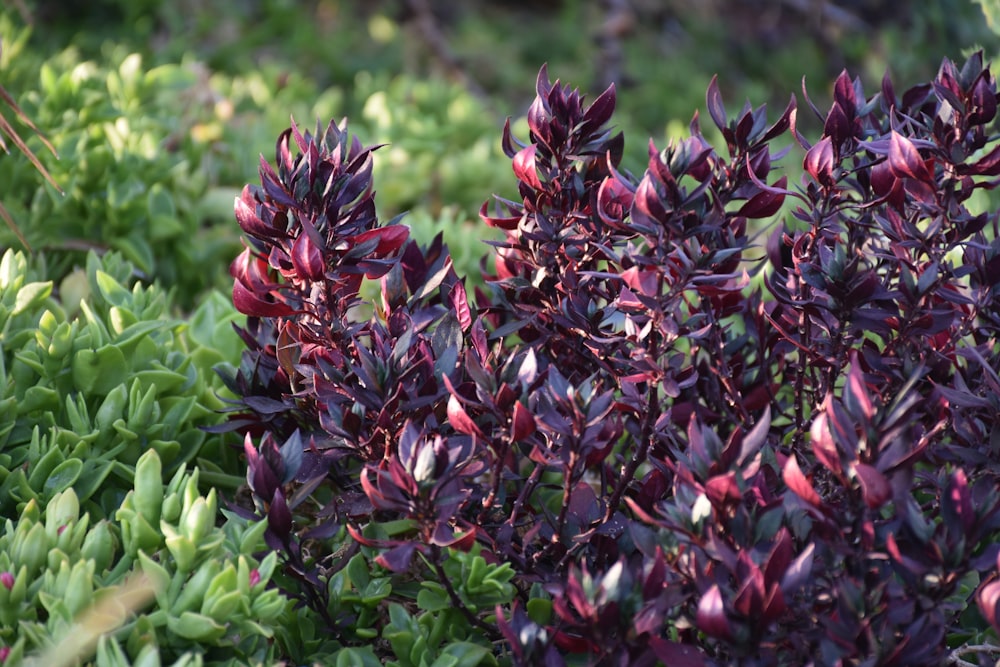 a close up of a bush with purple flowers