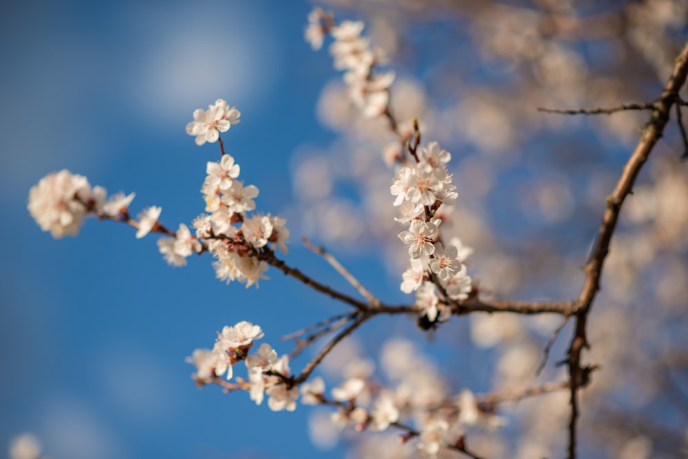 a branch with white flowers against a blue sky