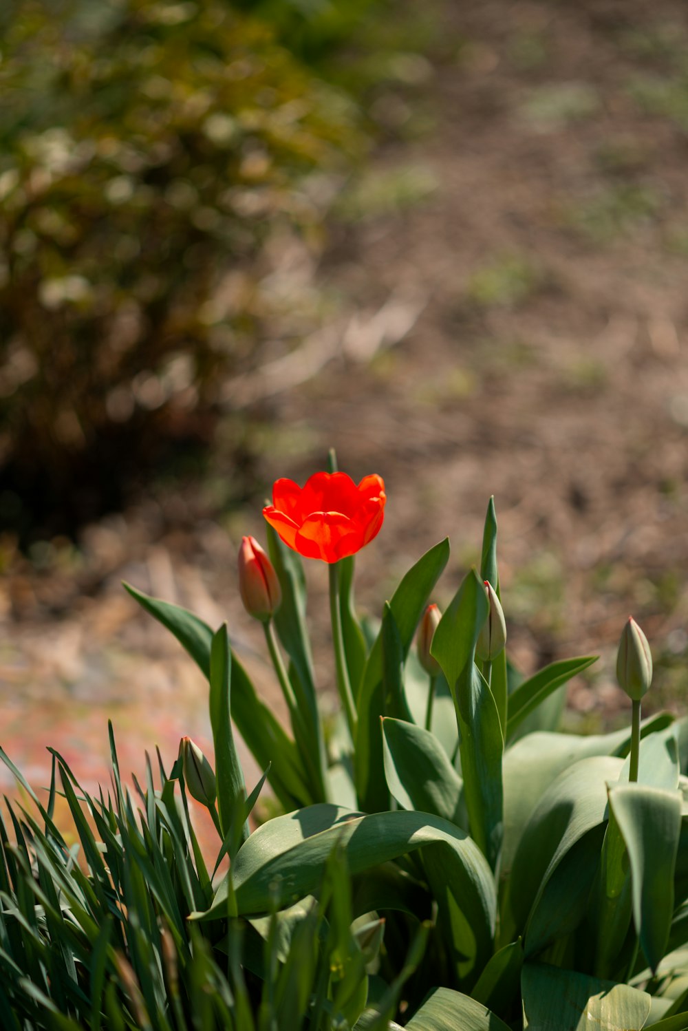 a single red tulip in a bed of green grass