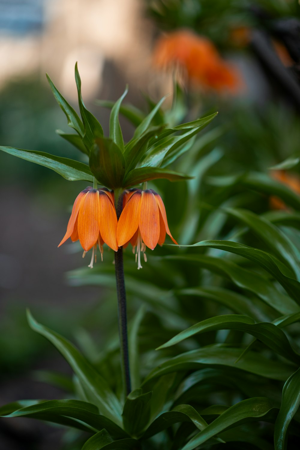 a close up of an orange flower on a plant