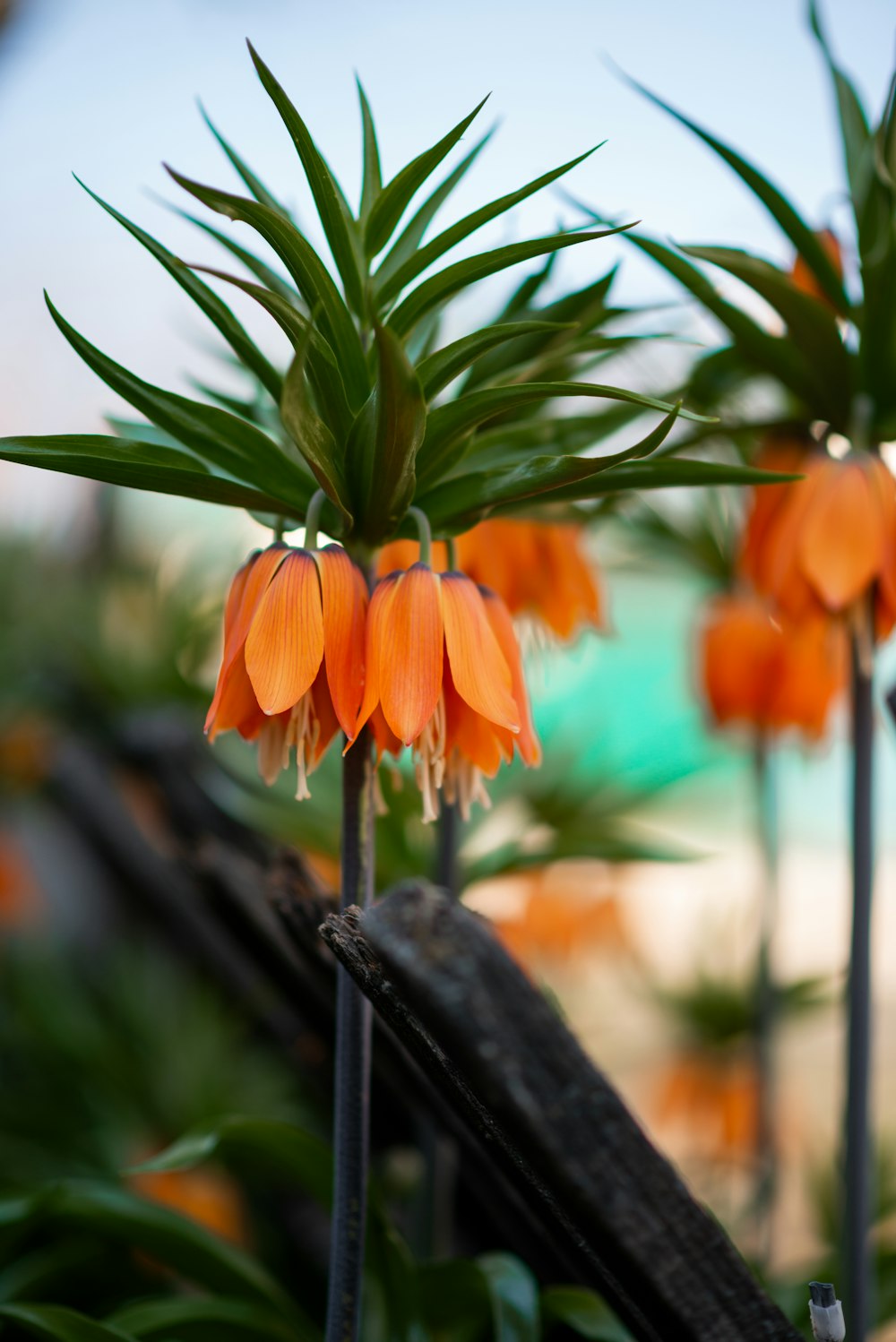 a group of orange flowers with green leaves