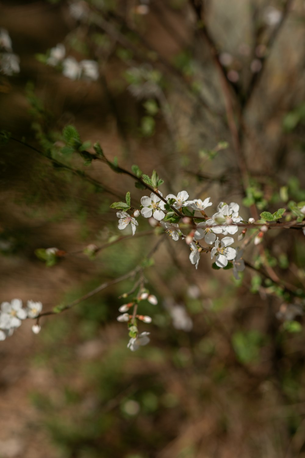 a branch of a tree with white flowers