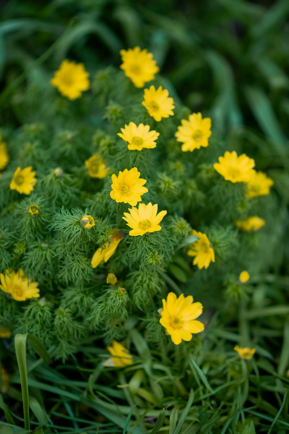 a bunch of small yellow flowers in the grass