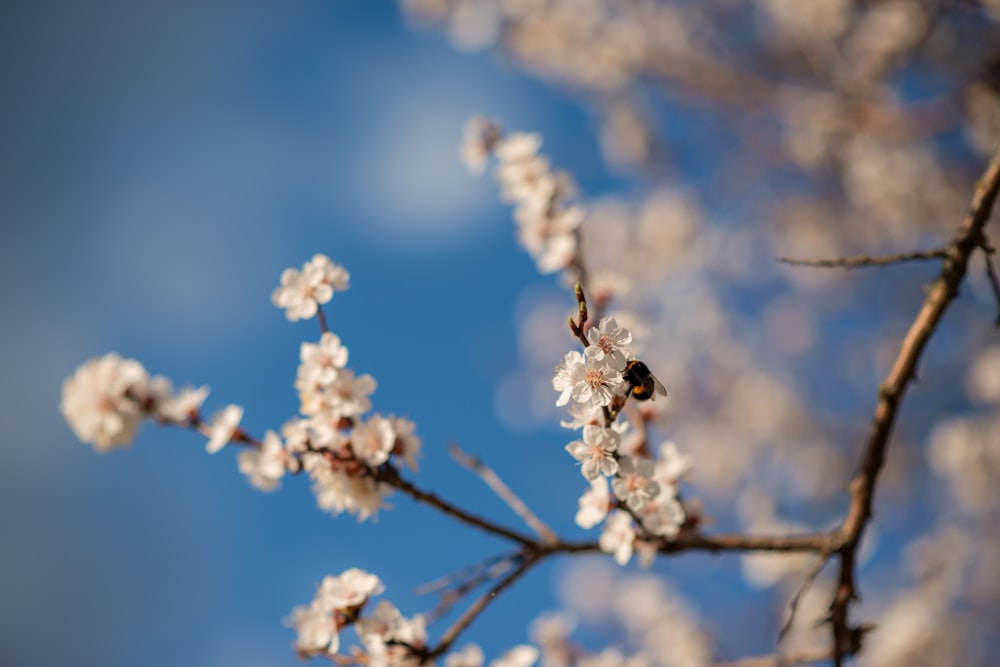 a bee is sitting on a branch of a tree