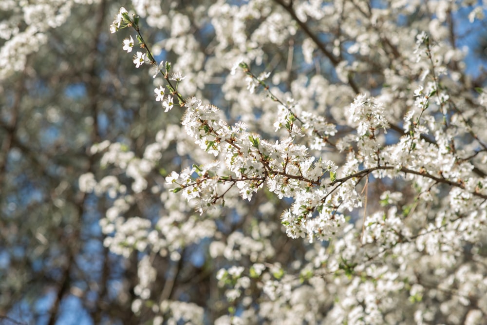 a tree with white flowers and a blue sky in the background