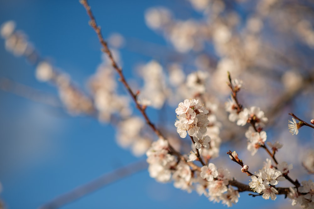 a branch of a tree with white flowers