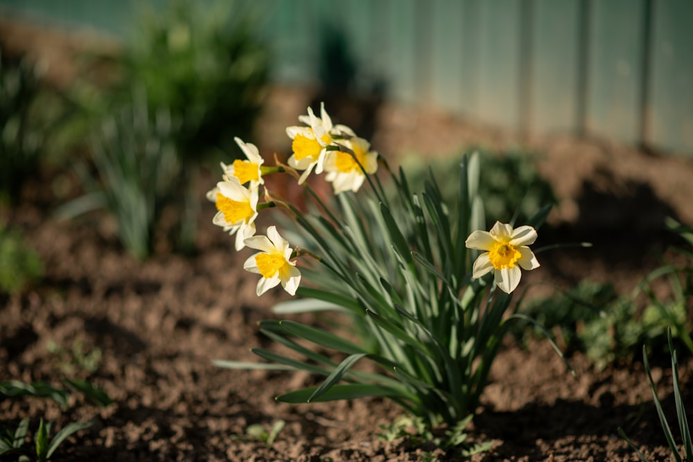 a bunch of yellow flowers that are in the dirt