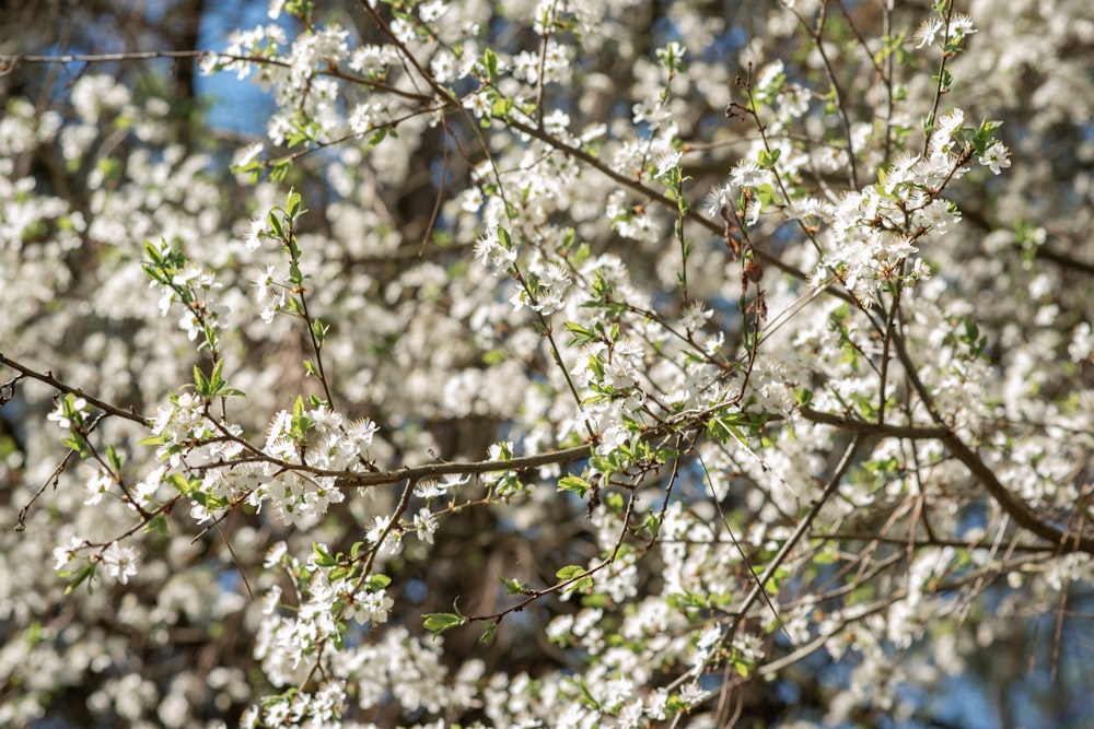 a close up of a tree with white flowers