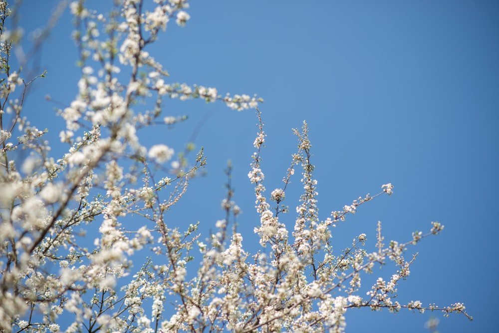 a tree with white flowers and a blue sky in the background