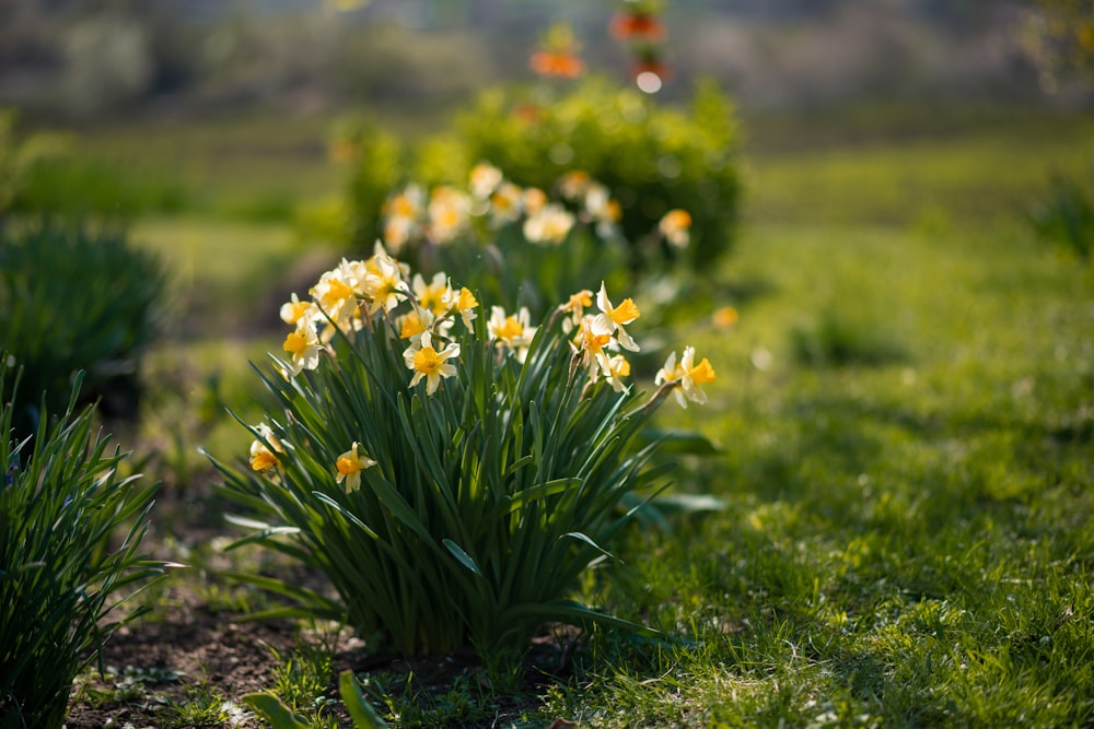 a bunch of flowers that are in the grass