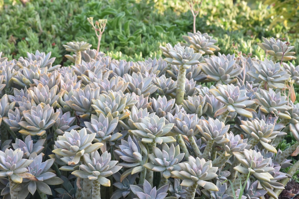 a large group of succulent plants in a garden