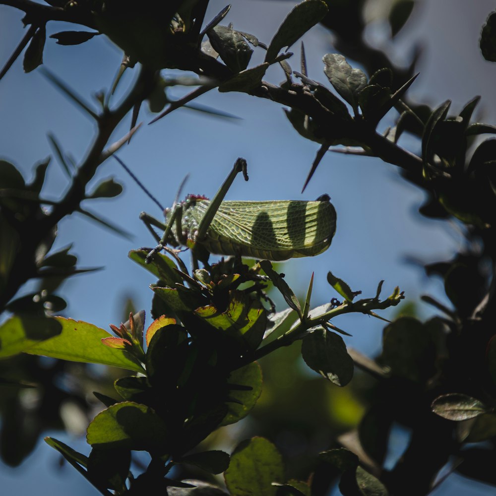 a green bug sitting on top of a leaf covered tree